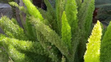 Kuşkonmaz meyeri İsrail 'de bir bahçe süsü olarak rüzgarda sallanıyor.