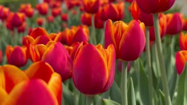 Şehir dekorasyonu için parka dikilmiş kırmızı laleler.