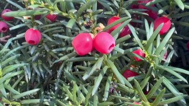 Rüzgarda sallanan porsuk dalları ve böğürtlenlerle güneş ışığı yeşil zemin.