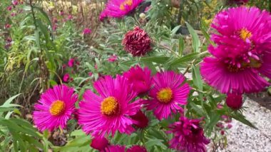 Avrupa Michaelmas'la daisy (Aster amellus). Aster çiçekli bitkiler bitki ailesindeki bir cinsidir.