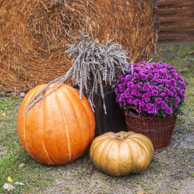 Balkabakları, mor kasımpatılar ve buğdayla sonbahar hasat gösterisi.