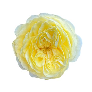 Canlı sarı bir gül çiçeği beyaz bir arkaplanda izole edilmiş.