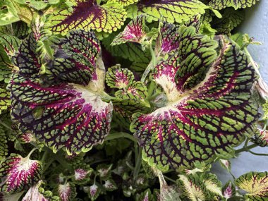 Koleus büyücüsü kadife kırmızı yaprakların yakın plan çekimleri canlı yeşil ve mor renklerle