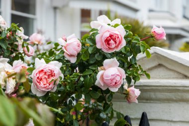 Güzel soluk pembe güller beyaz bir ev ve çitin karşısında çiçek açıyor.