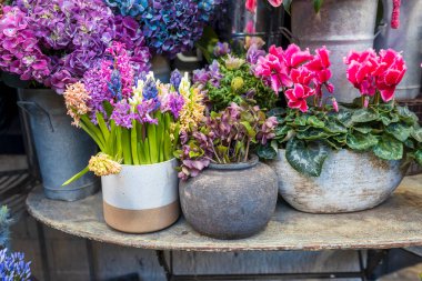 Mor sümbüller ve parlak pembe siklamanlar da dahil olmak üzere canlı ve renkli bir çiçek saksısı. Çiçekçi dükkanının dışındaki kırsal metal bir masada sergileniyor..