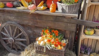 Balkabağı, kabak, ayçiçeği, çiçek dolu ahşap vagon hasat festivalinde papatya, 