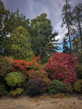 Yoğun bir ağaç ve çalılık duvar halısı, sonbaharın zengin, çeşitli renklerini dramatik ve bulutlu gökyüzüne karşı sergiliyor. Popland Ormanı
