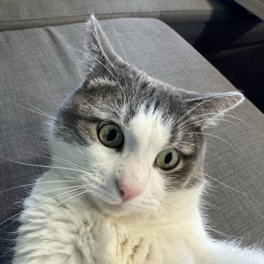 Geniş yeşil gözlü, beyaz ve gri kürklü, şaşırmış evcil kedi portresi