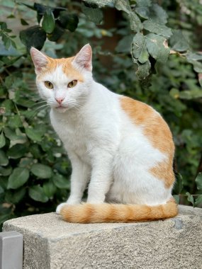 Yeşil yapraklı taş bir direkte oturan turuncu ve beyaz tekir kedinin portresi.