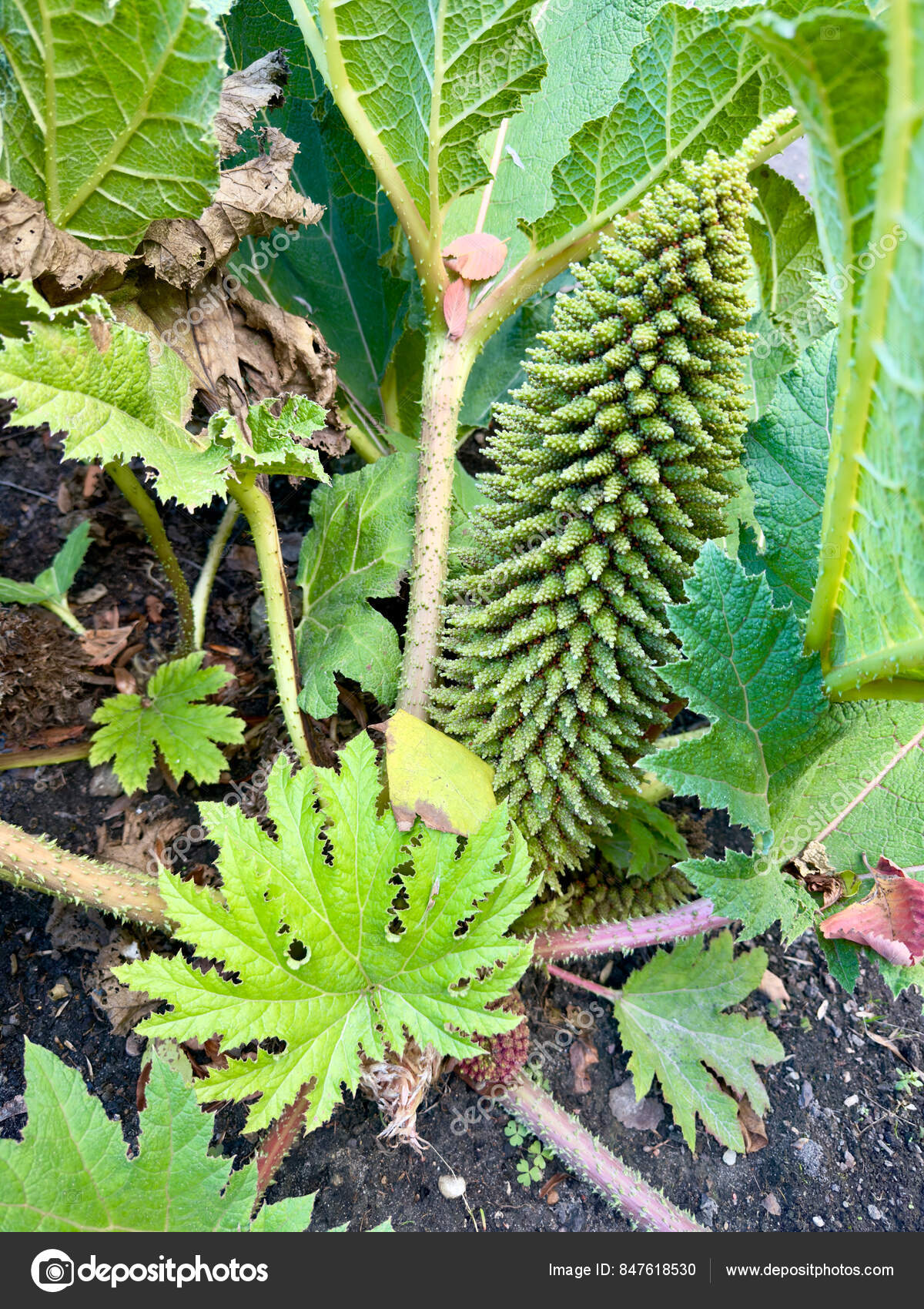 Imágenes de Ruibarbo gigante libres de derechos | DepositPhotos, image size:1200x1700