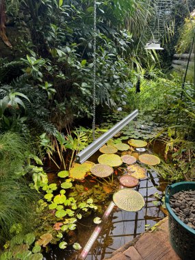 Varşova, Polonya, 3 Ekim 2025. Botanik bahçesinden oluşan bereketli, nemli bir sera. Yüzen nilüferlerle dolu küçük bir gölet..