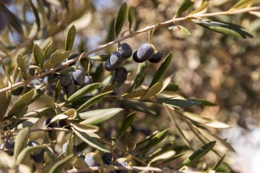Olgun, koyu zeytin dalından sarkan güneş ışığı, gümüş-yeşil yapraklı yakın çekim görüntüsü..