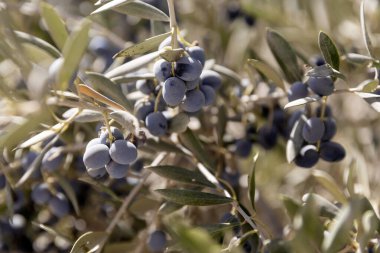 Bir zeytin dalının üzerinde toplanmış koyu mor-siyah zeytinlerin aşırı yakın çekimi, karakteristik gümüş-yeşil yapraklarıyla çevrili, hasat için hazır..