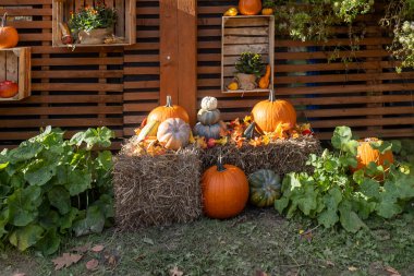 Büyüleyici bir sonbahar gösterisinde, saman balyaları üzerinde dinlenen kabak ve kabak karışımları, yemyeşil yapraklar ve kırsal ahşap palet arka planıyla çerçevelenmiş..