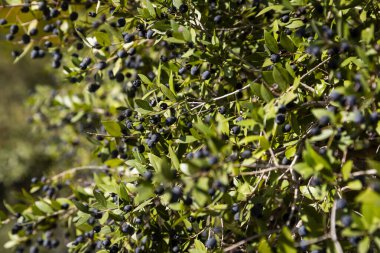 Myrtus 'un Mavi Böğürtlenleri Parkta Güneşin Altında
