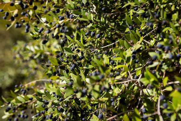 Myrtus 'un Mavi Böğürtlenleri Parkta Güneşin Altında