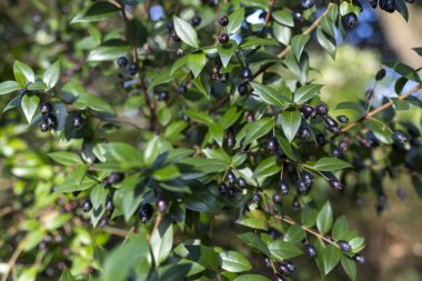 Parlak, koyu yeşil yapraklı bir çalılık ve sayısız koyu mor ya da siyah böğürtlen, muhtemelen mersin ya da benzer bir yeşil bitki..