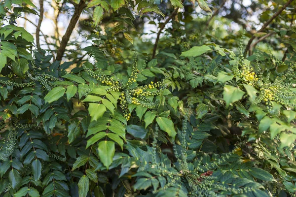 Keskin, sivri yeşil yaprakları ve parlak sarı tomurcukları ya da küçük meyveleri olan bir Mahonia çalılığına yakın çekim..