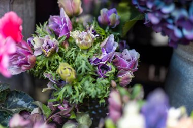 Mor ranunculus ve pembe siklamen çiçekleri güzel, zengin bir bukette.