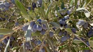 Judean Çölü 'ndeki bir zeytin ağacında olgunlaşmış zeytinlerin yakın çekimi..