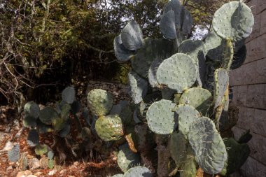 Kuru toprakla kaplı taş duvarın yanında dikenli armut kaktüslerinden oluşan yoğun bir küme..
