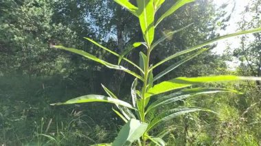 Ağır çekim. Kamera bir ateş otu (Ivan çayı) üzerinde tepeden tırnağa hareket eder..