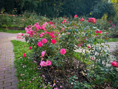 Yazın sonlarında ya da sonbaharın başlarında bol bol açan pembe güllerle dolu gül bahçesinde süzülen tuğla bir patika..