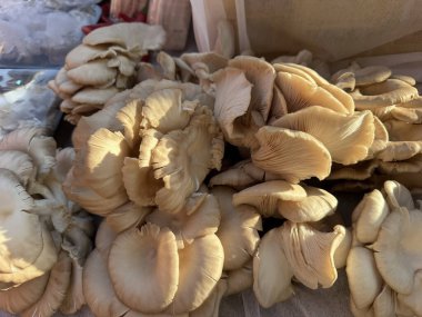 Bir yığın taze toplanmış istiridye mantarının yakın plan fotoğrafı.