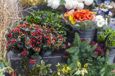 Parlak kırmızı hiperikum böğürtlenleri, yemyeşil dallar ve çiçek tezgahındaki metal kovalarda rengarenk çiçekler içeren canlı bir sergi..