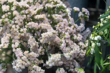 Narin açık pembe ve beyaz Statice çiçeklerinin (deniz lavantası) sıkıca kırpılmış yakın çekimi, küçük çiçek kümelerini sergiliyor.