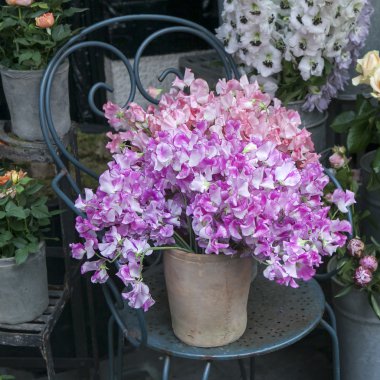 pasta's, tomaten, kaas en paddestoelen zijn geïsoleerd op een witte achtergrond