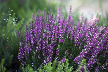 pasta's, tomaten, kaas en paddestoelen zijn geïsoleerd op een witte achtergrond