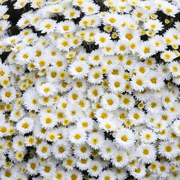 Imagem de fundo oxeye daisy (Chrysanthemum leucanthemum) — Fotografia de Stock