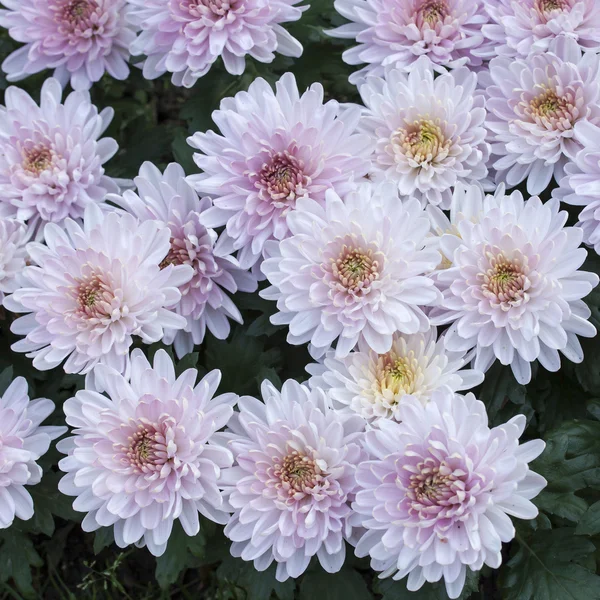 Obrázek pozadí oxeye daisy (Chrysanthemum Kopretina). Selektivní zaměření — Stock fotografie