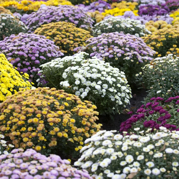 Lit de fleurs en chrysanthèmes colorés — Photo