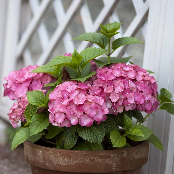 Hortênsia rosa no pote na cerca branca — Fotografia de Stock