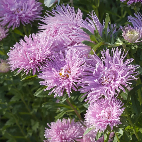 Close up of Pink Aster flower. Selective focus — Stock Photo, Image