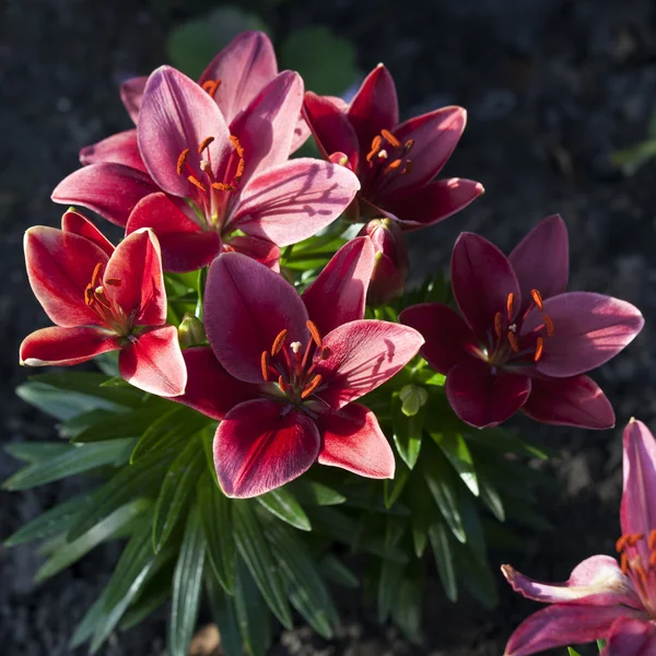 Red lily. Selective focus — Stock Photo, Image