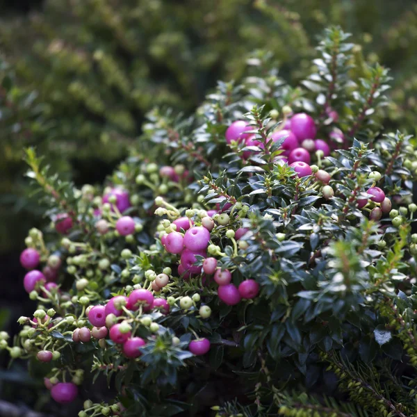 Cranberries red berries background nature — Stock Photo, Image