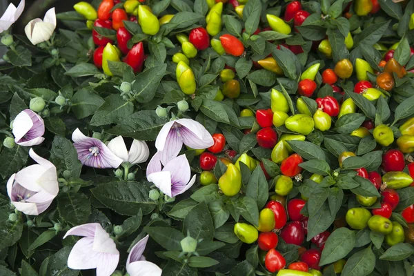 Piante di peperone ornamentali rosse e verdi — Foto Stock