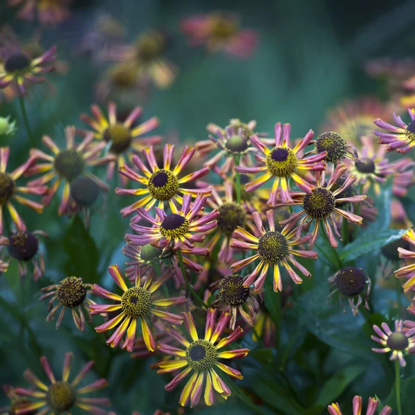 Echinacea purpurea (Třapatka nachová východní, Třapatka nachová, Rudbeckia purpurea) květiny v plném květu. — Stock fotografie