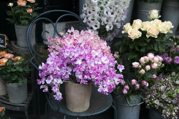 Sweet pea, Lathyrus odoratus, bloemen in een paarse vaas staande op gietijzeren stoel. — Stockfoto