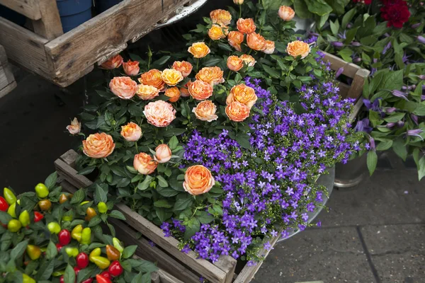 Les plantes ornementales capsicum, rose orangée et campanule dans la boîte en bois sur le trottoir — Photo