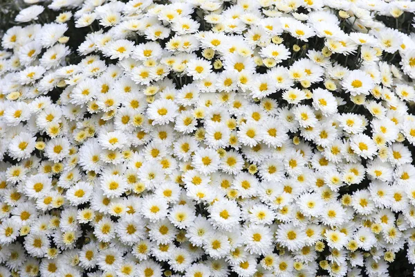 Vackra blommor som bakgrund — Stockfoto