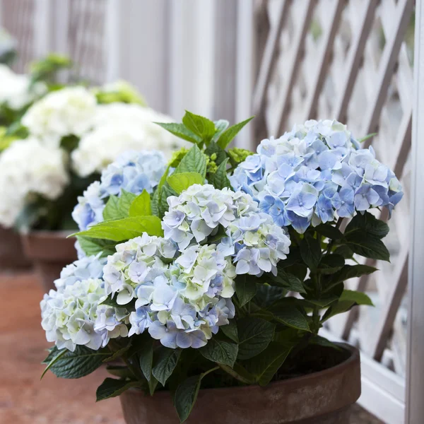 在白色的栅栏锅蓝色绣球花 — 图库照片