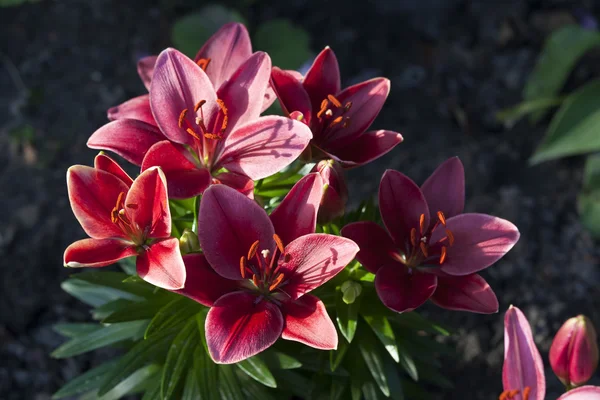 Red lily. Selective focus — Stock Photo, Image