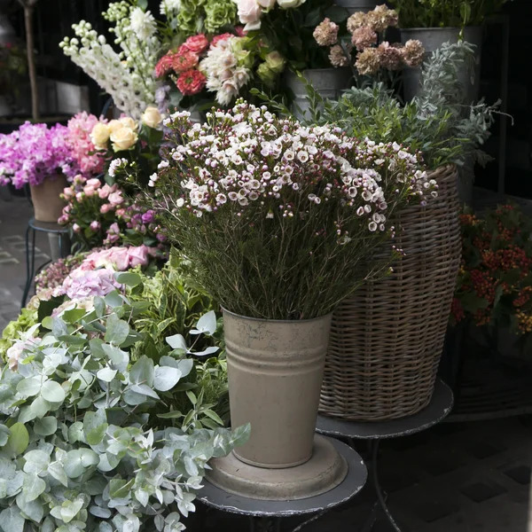 Bellissimi fiori come sfondo — Foto Stock