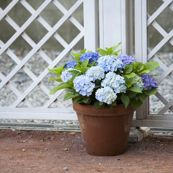 pasta's, tomaten, kaas en paddestoelen zijn geïsoleerd op een witte achtergrond