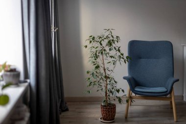 Mavi koltuk ve kapalı incir ağacı minimalist bir odada yumuşak gün ışığıyla ve boşluğu kopyalayarak