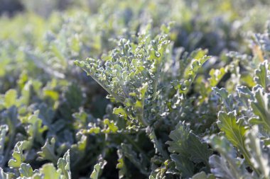 Anvillea garcinii yakın çekim makro fotoğraf gümüş yeşili süslemeli lahana ya da yoğun dalgalı yapraklı lahana bitkisi. Sığ alan derinliği ayrıntılı dokuyu ve dalgalanan kenarları vurgularken yumuşak bokeh arkaplanı oluşturur